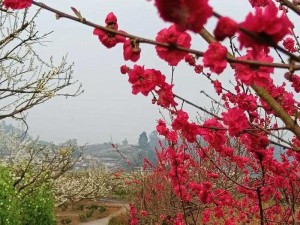 桃李芬芳落花流水，来自大自然的珍贵馈赠，带给你健康与美丽