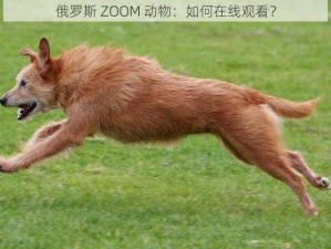 俄罗斯 ZOOM 动物：如何在线观看？