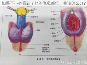 如果不小心看到了他的隐私部位，我该怎么办？