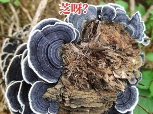 树灵石碑草药诗韵攻略大全：探索石碑秘密，领悟树灵智慧，草药治疗宝典揭秘