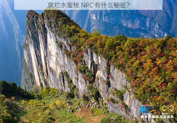 腐烂水蜜桃 NPC 有什么秘密？