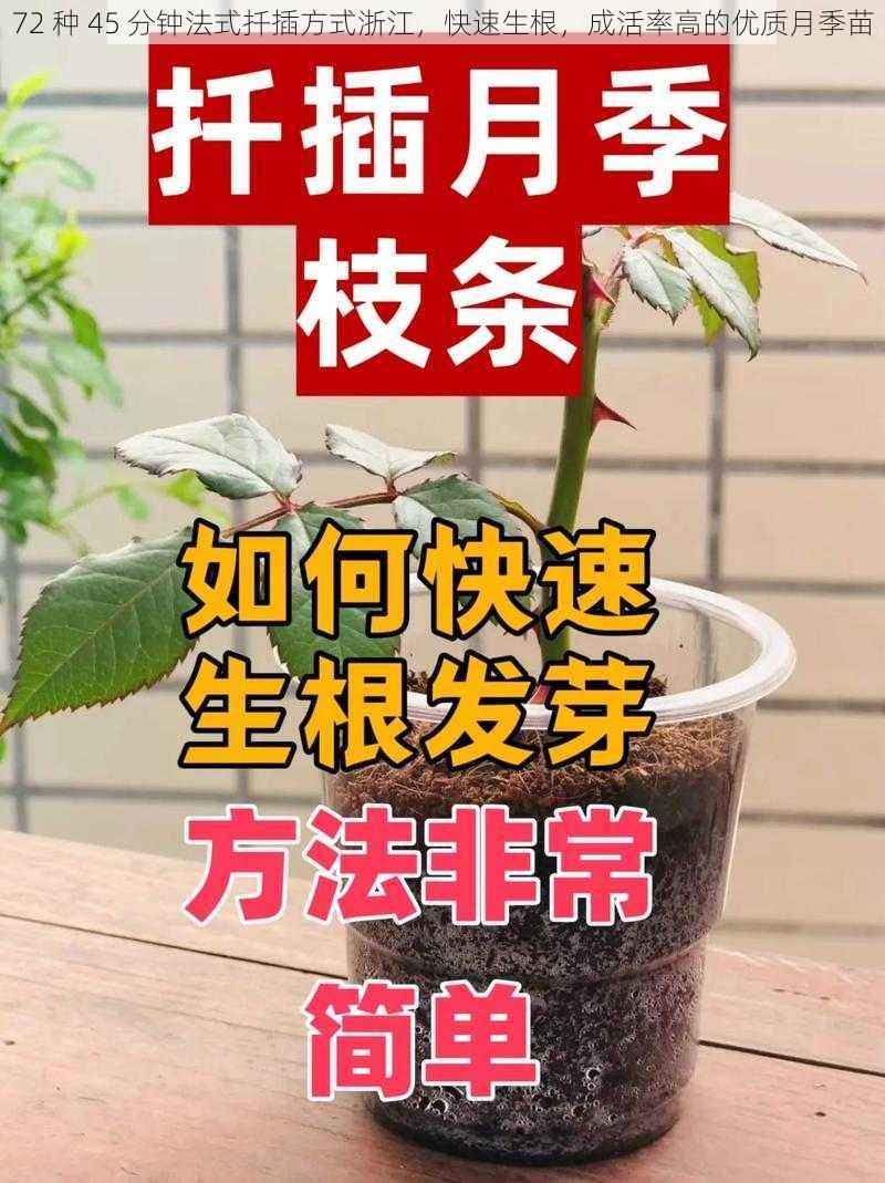 72 种 45 分钟法式扦插方式浙江，快速生根，成活率高的优质月季苗