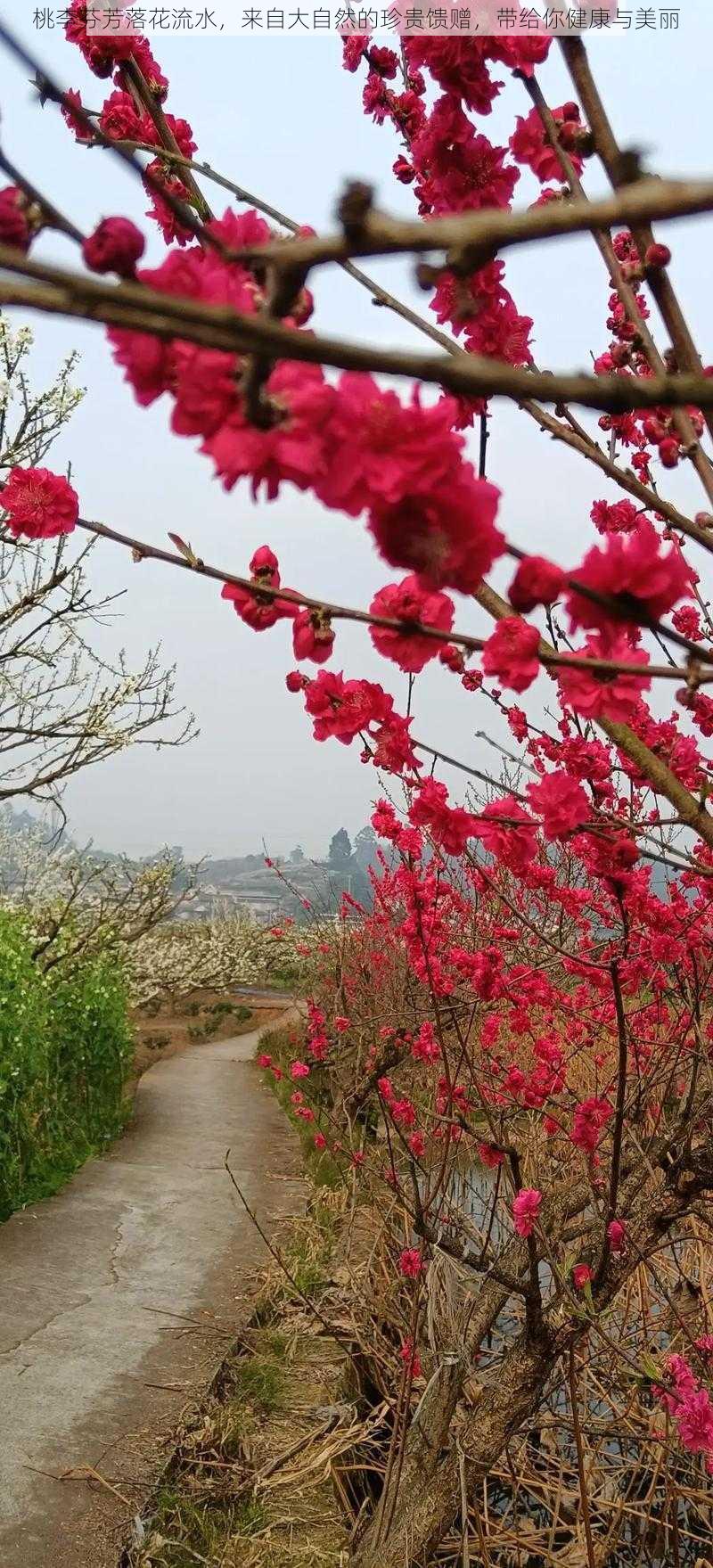 桃李芬芳落花流水，来自大自然的珍贵馈赠，带给你健康与美丽