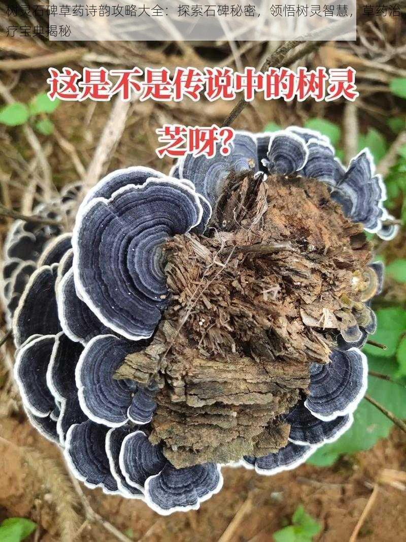 树灵石碑草药诗韵攻略大全：探索石碑秘密，领悟树灵智慧，草药治疗宝典揭秘