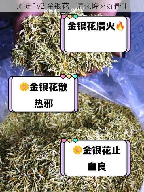 师徒 1v2 金银花，清热降火好帮手